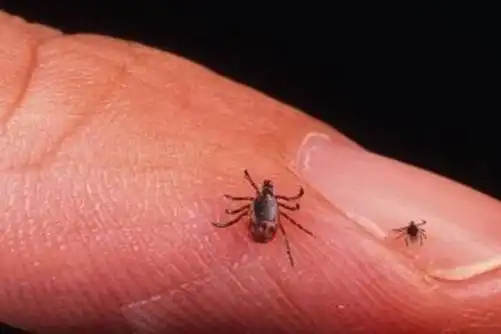 虱子和跳蚤的区别