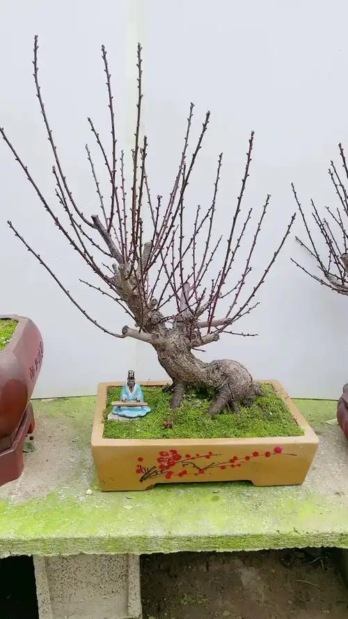 红须朱砂梅盆景