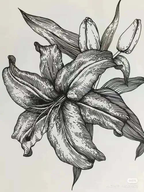 花卉变形百合花