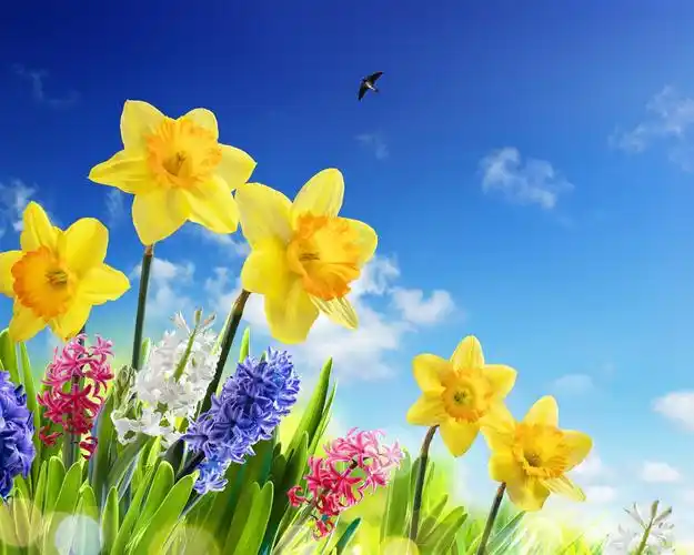 黄水仙,风信子,五颜六色的鲜花,燕子,蓝天,春天 4k