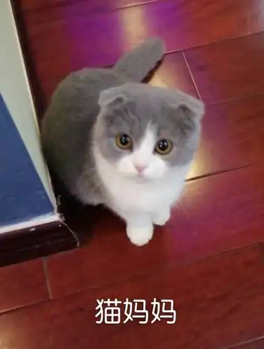 2个月的折耳蓝白英短小猫800元