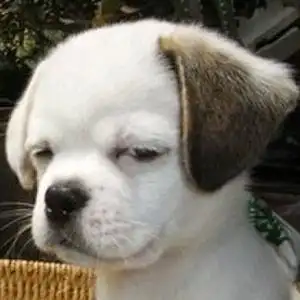 沙雕狗头的主页 - 抖音