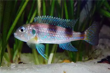 【图】坦湖慈鲷品种:珍珠蓝波,蓝面蝴蝶及蓝帝提灯的品种介绍!