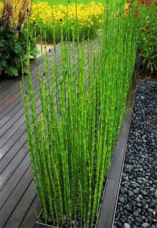 木贼草盆栽-木贼草盆栽厂家,品牌,图片,热帖-阿里巴巴