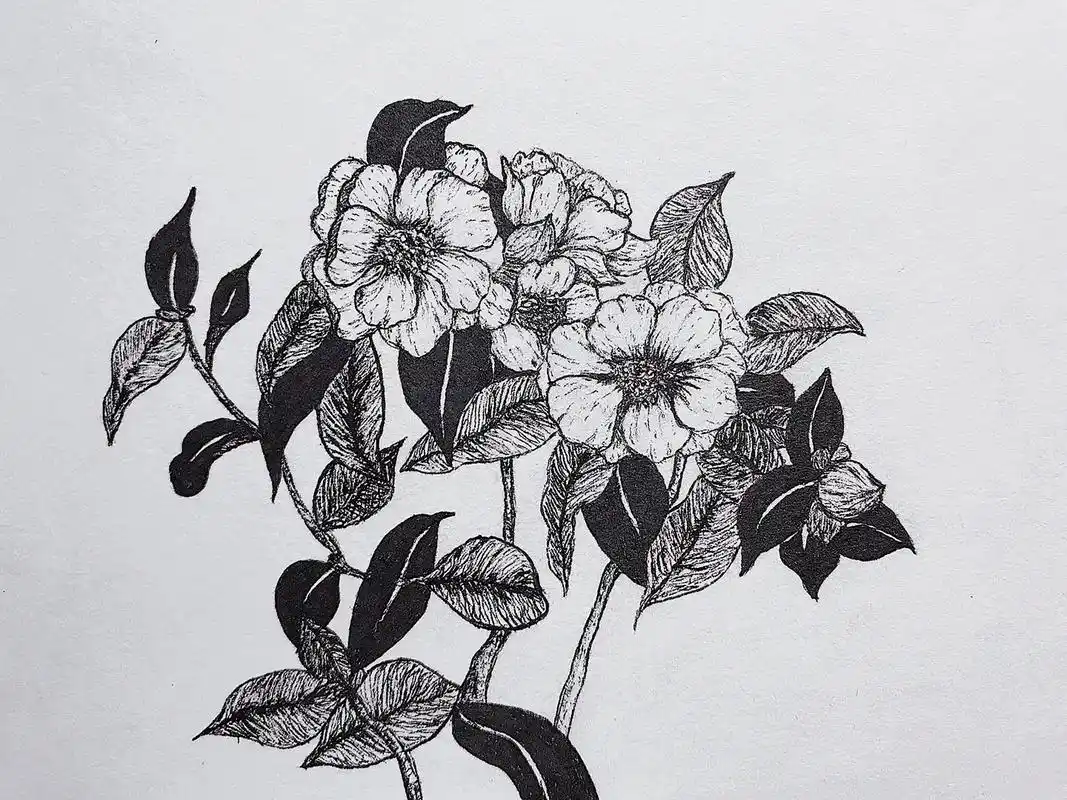 "永远年轻,永远热泪盈眶" #临摹 #山茶花 #简笔画教程 - 抖音