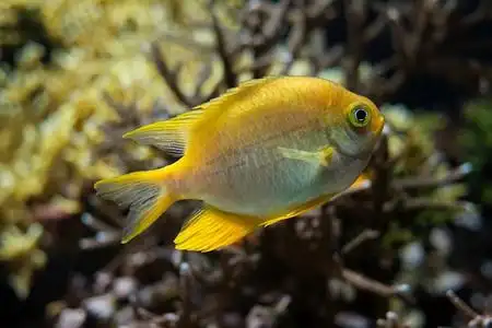 金雀鲷 amblyglyphidodon aureus 水下在有珊瑚的海中在背景中.