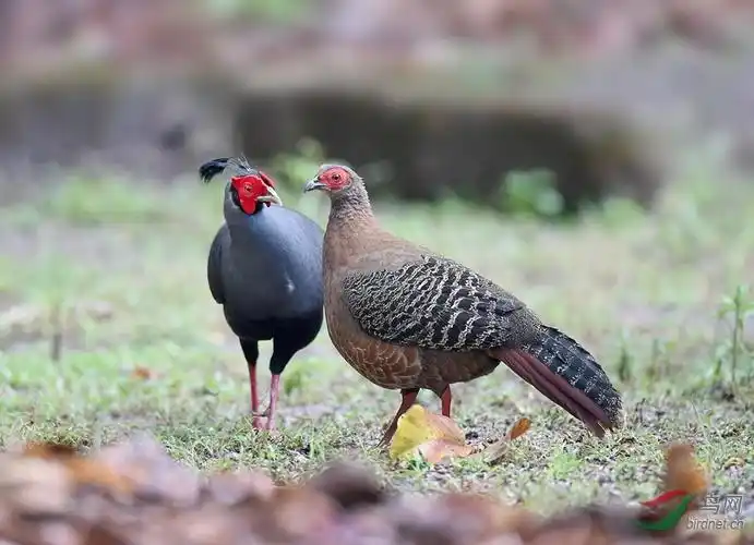 火背鹇—泰国国鸟