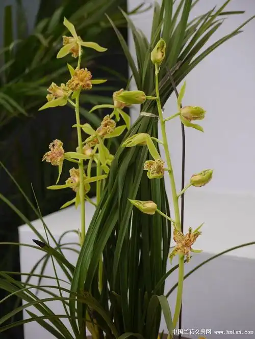 第二十四届中国郑州兰花博览会特金奖三