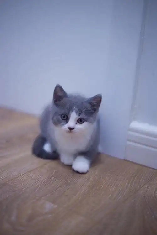 杭州英短蓝白公猫家养非中介非猫舍