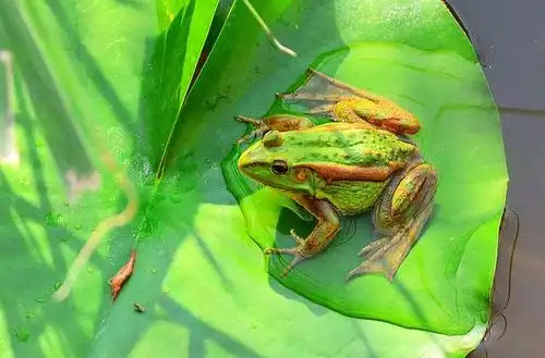 一,青蛙的画法步骤(一)羊毫或兼毫蘸淡墨,以中锋带拖的笔触,从头部