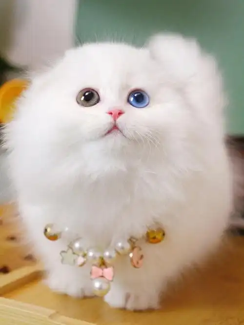 纯白异瞳拿破仑矮脚妹妹杭州猫舍