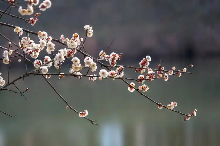傲然怒放的梅花一