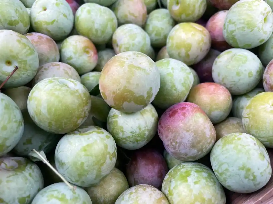 四川脆甜脱骨李.说到夏天应季水果 李子不得不提了 ☆促进消化 - 抖音