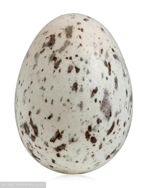 家麻雀蛋,passer家禽蛋,前面的白色背景