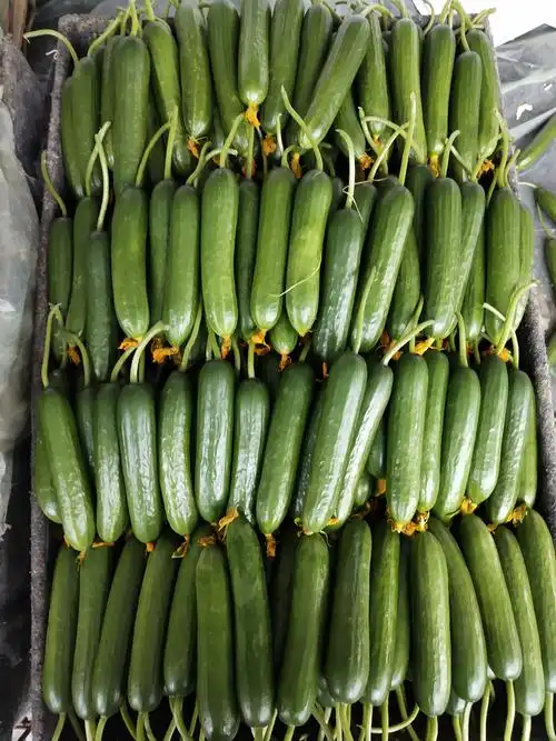 水果黄瓜 15cm以下