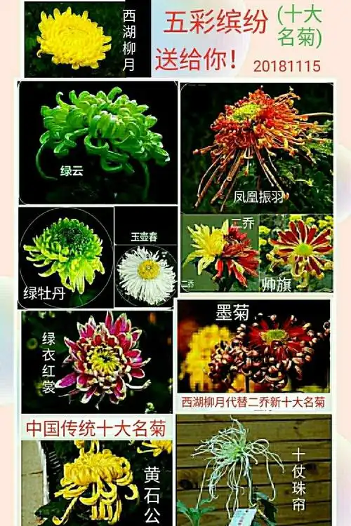 中国传统十大名菊花!(副本)(副本)