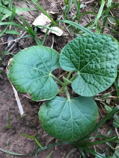 水葫芦叶子边缘枯萎-百科大全-皮村电商