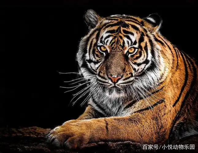 这个老虎的表情好凶啊,黄黄的眼睛,长长的胡须,用凶恶的表情看着你