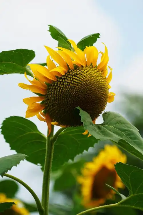 向日葵,2020年7月4日. - 美篇