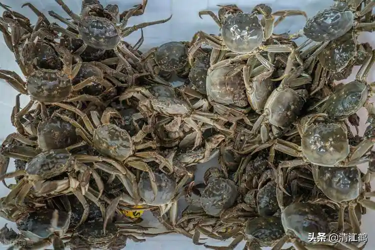 螃蟹吃什么东西作为食物,野生螃蟹吃的饲料