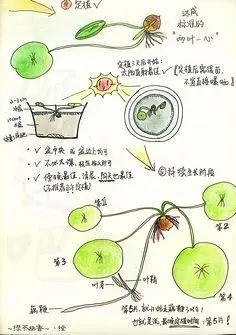 海采-花瓣网|陪你做生活的设计师 | 及相关(合并贴)_碗莲吧_百度贴吧