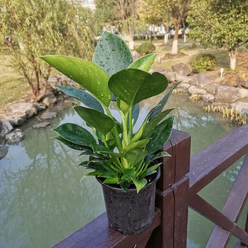 大叶红钻绿钻金钻绿绒观叶植物净化空气绿植室内盆栽花卉四季常青