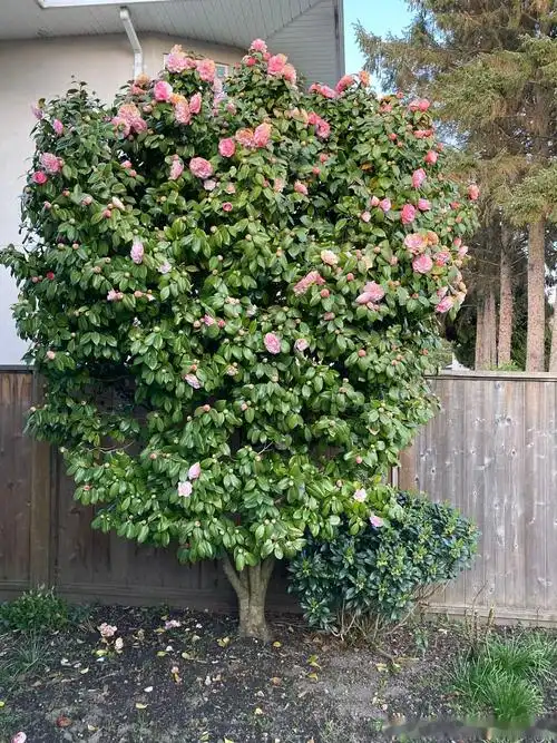 迷上了耐冬 - 知乎