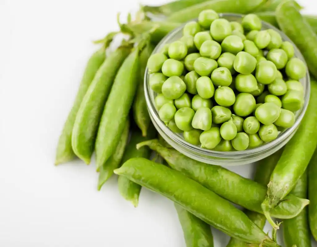 豌豆是一种豆科作物,属于豌豆属,是春播一年生或秋播越年生攀缘性草本