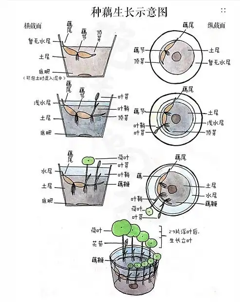 碗莲 微型荷花怎么养 注意这几点 一年后多出好几盆