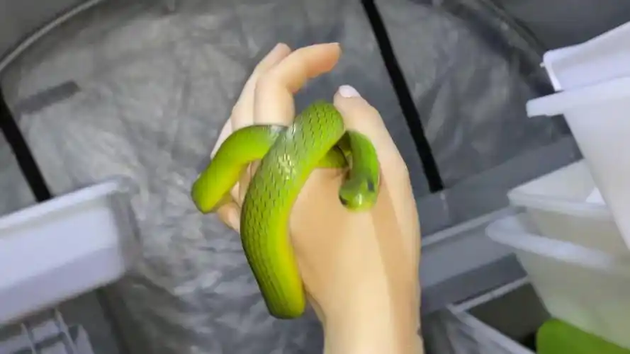 翠青无毒宠物蛇大量有