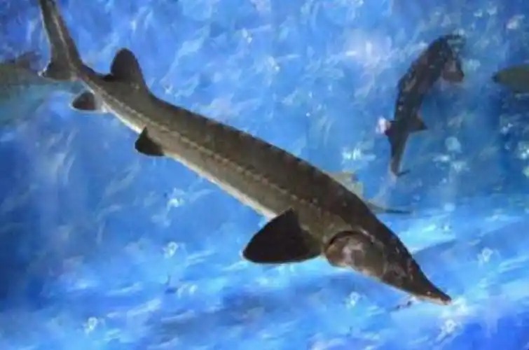 仅分布于北半球,我国自然水域分布的有8种,即史氏鲟,达氏鳇,库页岛鲟