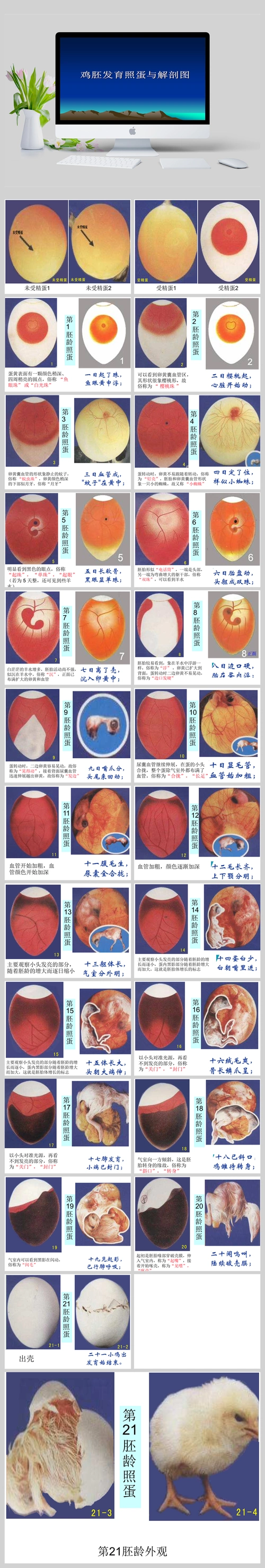 鸡胚发育照蛋与解剖图ppt课件