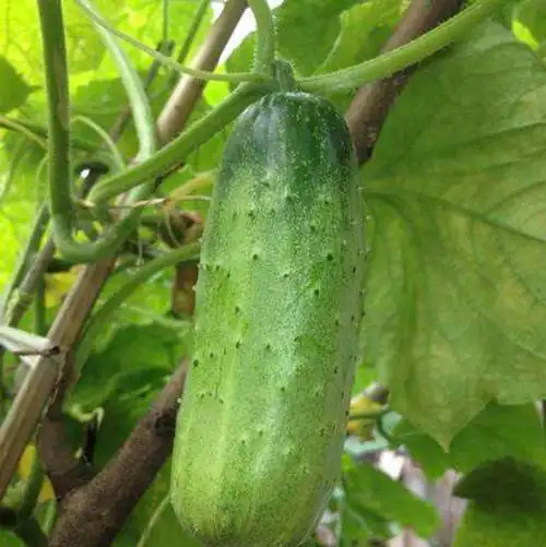 绿色秋黄瓜产地晋州丛青果蔬基地