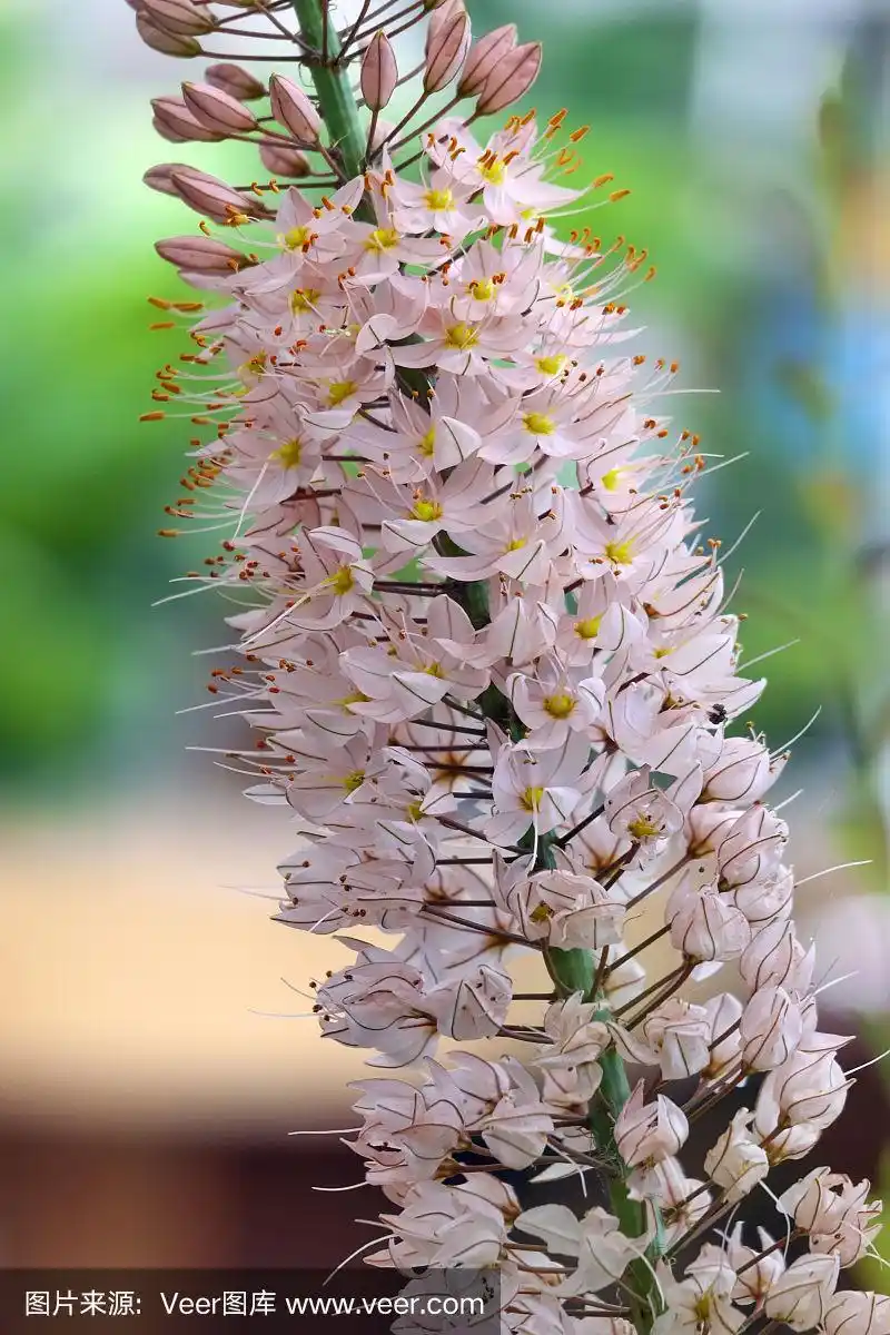 狐尾百合的花.近距离