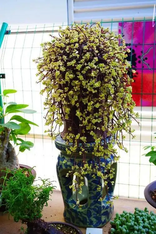 3种"零差评"的多肉植物,新手,老手都喜欢,养成老桩更好看