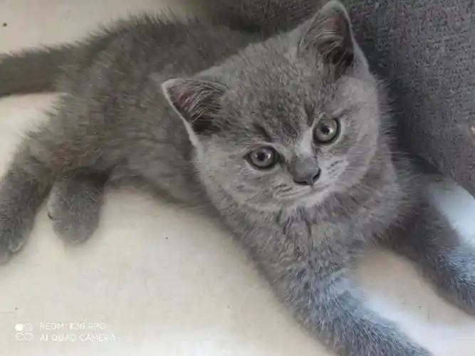 蓝猫卖多少钱合适呢