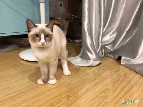 猫妈是个重点色英短,猫爸是重点色布偶.