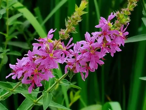 千屈菜【首发】