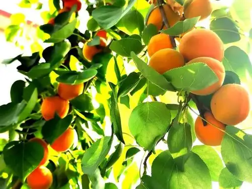 今年麦黄杏喜获丰收,硕果累累,压弯了枝头