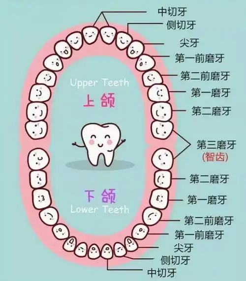 有多少牙齿拔智齿多少钱一颗2021价格表