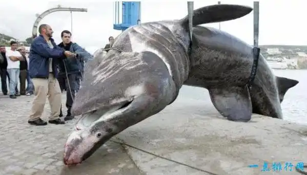 世界最大的鱼top10 鲸鲨以重47000磅排第一!