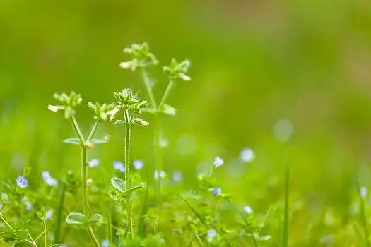小草花图片_小草花图片大全_小草花图片素材