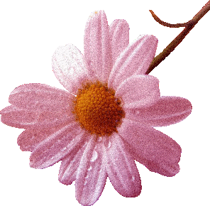 296_290gif 动态图 动图