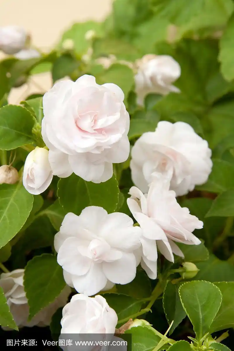 秋海棠,白色,球兰类秋海棠科,垂直画幅,无人