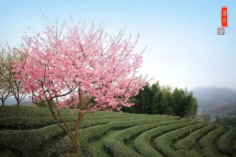 拍最火樱花玩最美永福2019网红樱花节抖音大赛战鼓擂