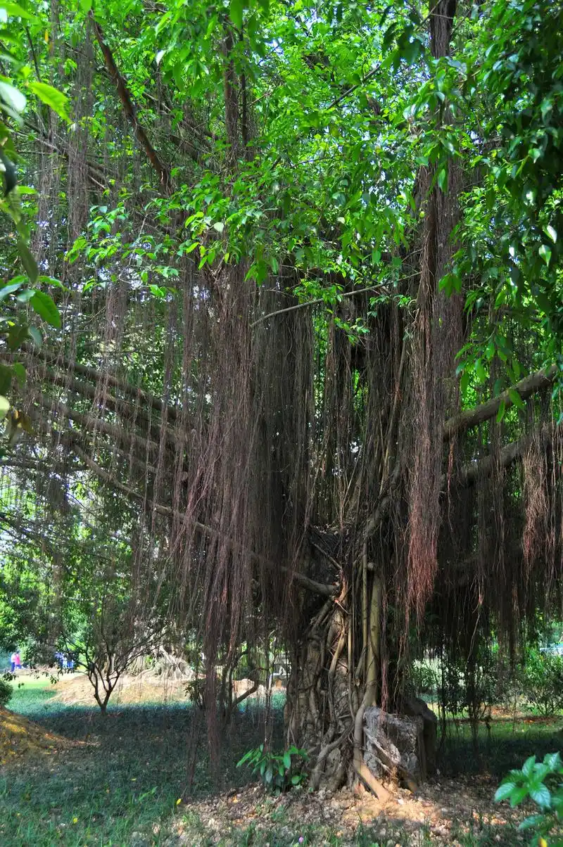 相机:           尼康 d300     查看大图 手机看图 作品简介 榕树