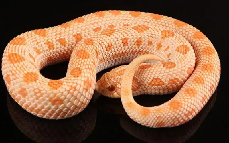 怎么会有如此呆萌的蛇,挑起下巴让小爷看看(猪鼻拆箱和简单喂食)