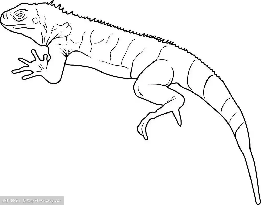 白色背景上的蜥蜴剪影