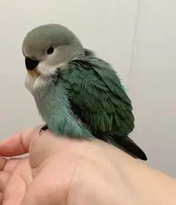 00tb677702685淘宝绿金顶牡丹鹦鹉绿银顶鹦鹉25人付款260.