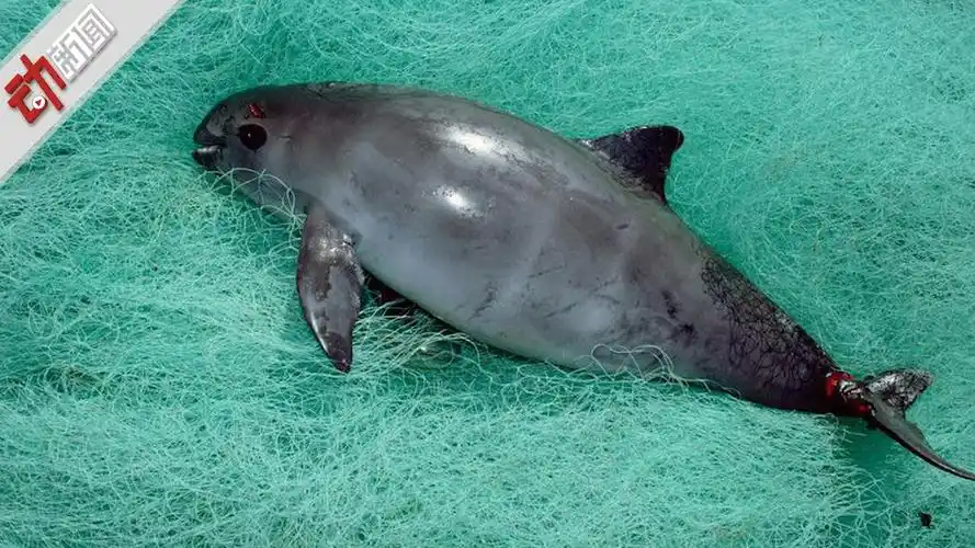 墨西哥发现疑似加州湾鼠海豚尸体 有"海中熊猫"之称
